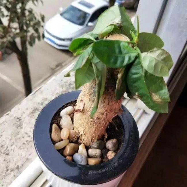 家里的花养不活? 懒人盆别乱用, 不然烂根又黄叶!
