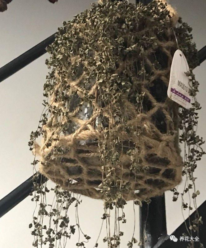 茉莉黄叶又干尖? 这样一处理, 还能接着长新芽!