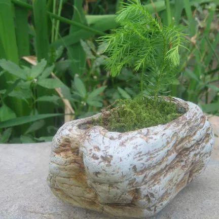 路边捡了几块石头, 拿来养花, 朋友都抢疯了!