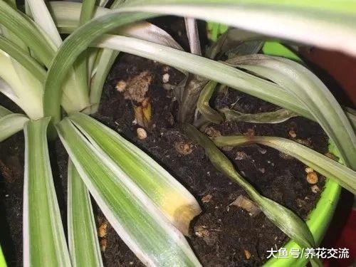 家里这4种常见的盆栽绿植, 用这些方法养就不怕叶黄烂根了