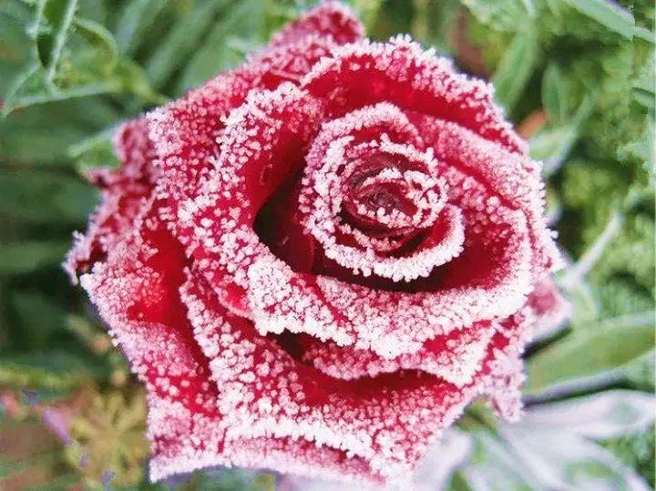 红花白雪, 再冷的天依然傲立枝头, 实属难得一见的美景!