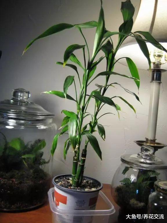 室内摆放的客厅里净化空气的6种植物, 看起来都有热带风情