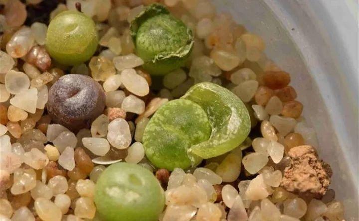 多肉长不好, 没忍住扒了皮, 结果全挂了!