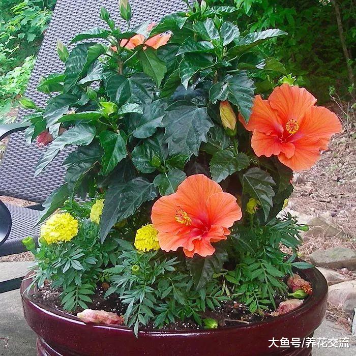 12种特别耐热的盆栽开花植物, 这些植物夏天暴晒才能开花更多