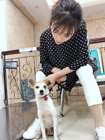 张静初爱心救助受伤弃养犬 获网友大赞“人美心善”