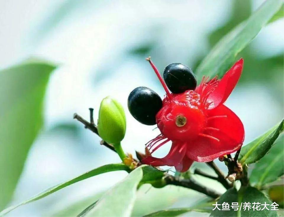 这些奇葩植物在一起, 说不定你连一种都没见过!