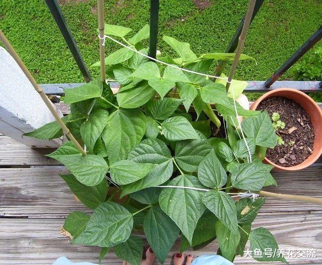 在阳台上不断有蔬菜采摘, 可以用花盆种上这9种盆栽蔬菜