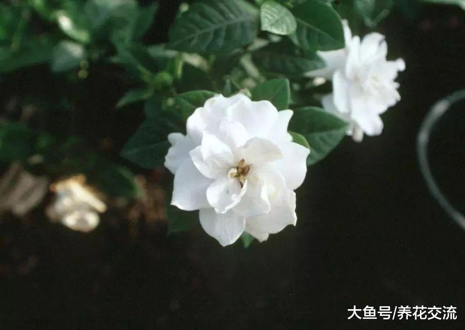 养死盆栽栀子花常见的5个错误操作, 促进常年开花的秘诀