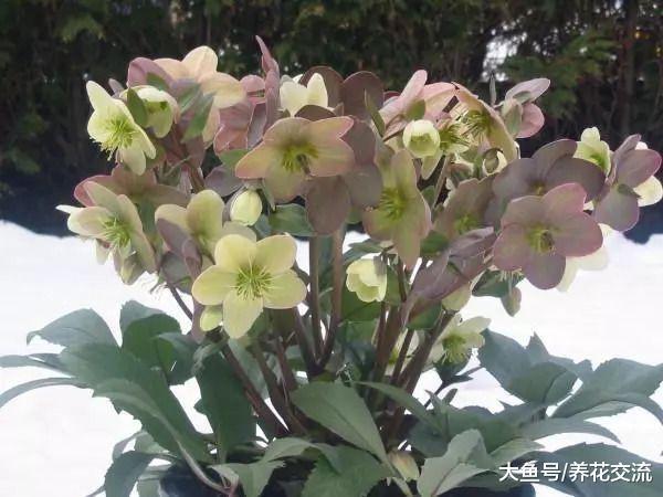 6种可以养在家里阴凉处的植物, 给一点点散射光就能开花
