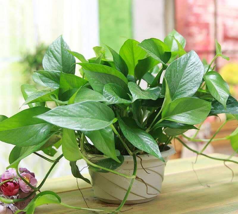 这“4种”花最“怕冷”, 千万给它们穿好衣服, 不然只剩盆!