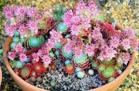 这些多肉开花就等于死亡, 快去看看自家多肉有没有中招!