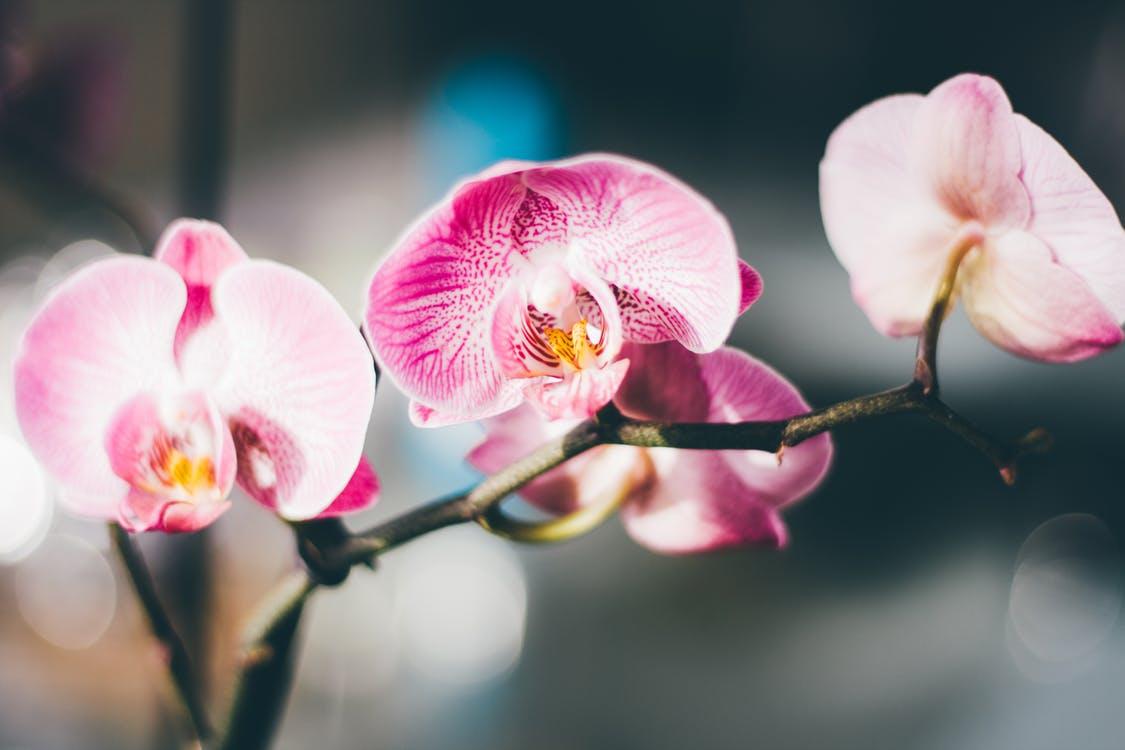 什么样植物适合什么样介质, 记住3点就够了