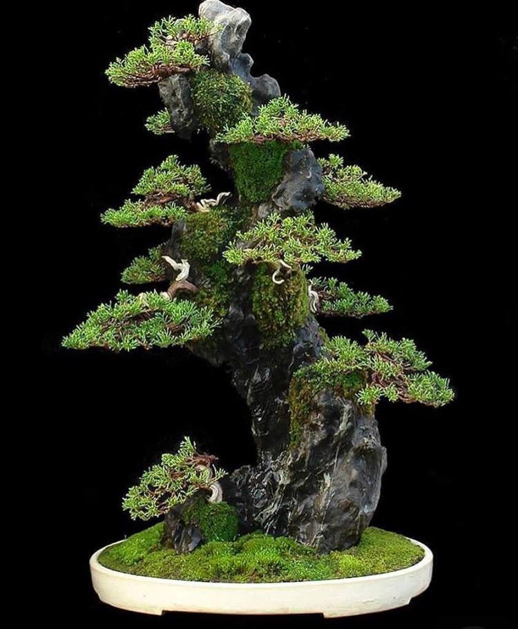 这些盆栽个个都是精品, 可谓是价值连城, 有的比一套房都贵