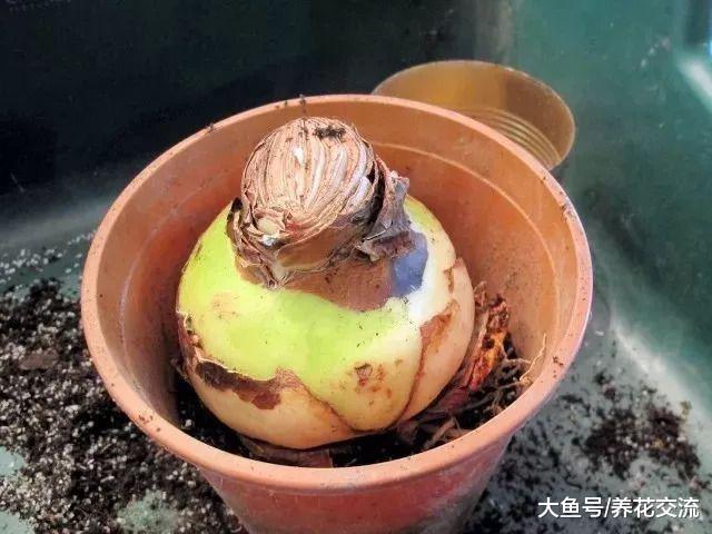 秋季买来的朱顶红放在花盆里就能养出灿烂的花朵