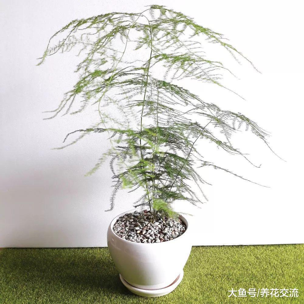 文竹养桌面上怎样才能常年翠绿, 根系不长咋办?