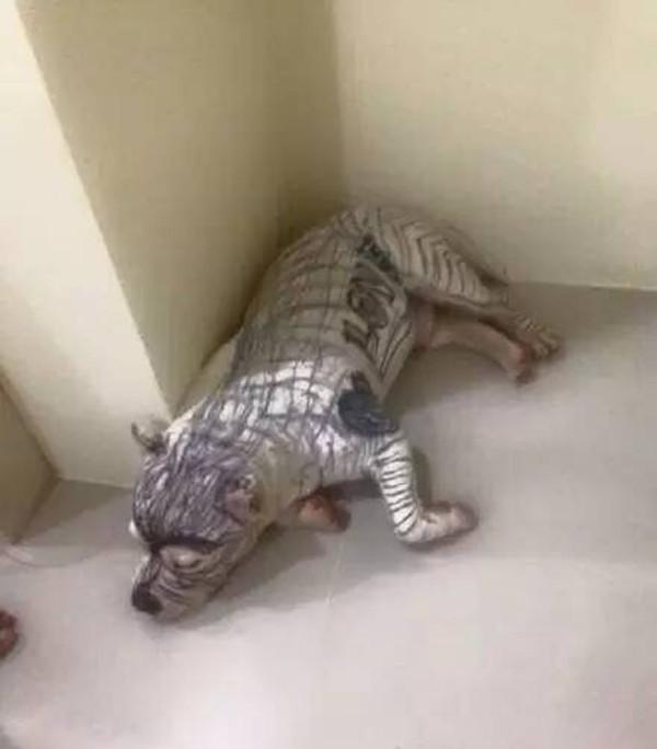 主人出门把小狗和孩子留在家中, 回来后小狗傻了, 主人懵了
