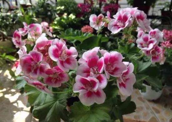 这8种天竺葵, 夏天也能开花, 温度再高也不怕!