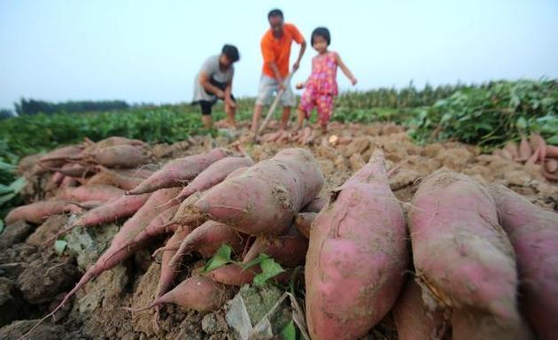 红薯好处多, 但这样的红薯万万不能碰, 吃过的人大部分都中毒!