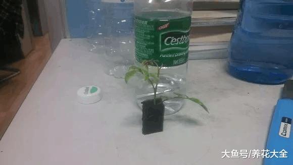 海绵纸巾扦插法, 根长得飞快, 成活率超高!