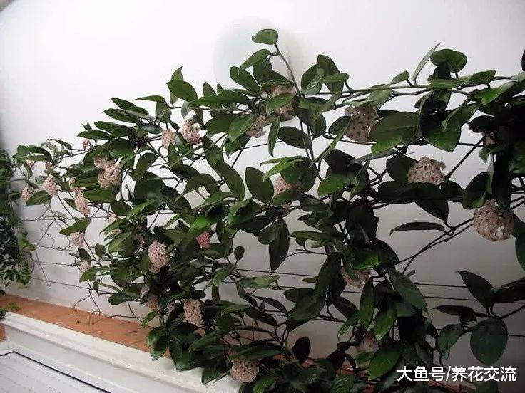 花朵芬芳、容易爬藤的球兰, 你想将它养在窗台上吗