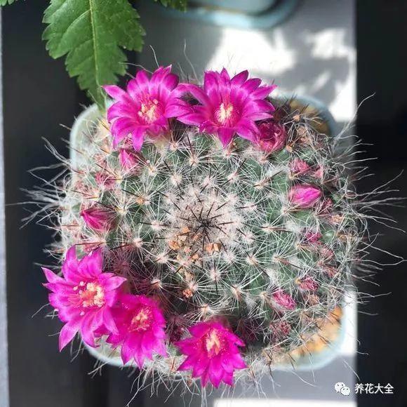 1个仙人球开40朵花, 这些品种, 你又见过多少?