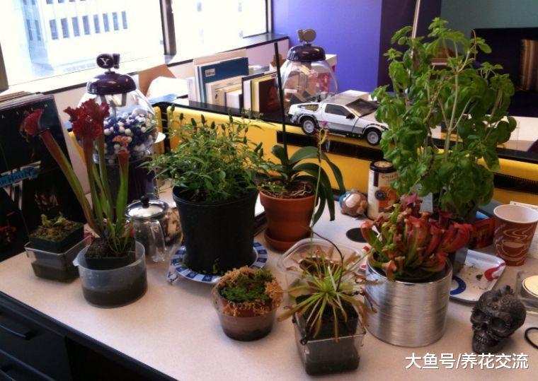 办公室桌面上的植物应该如何照顾, 为什么你总把它养死?