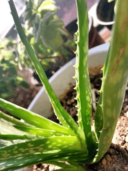 “傻子”才会买这4种花呢, 只要折一枝, 1盆变10盆