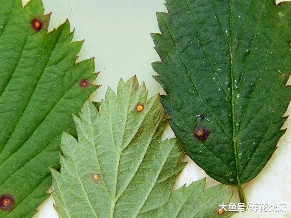 在家里养花最常遇到的几种病害, 哪一种是你最讨厌的