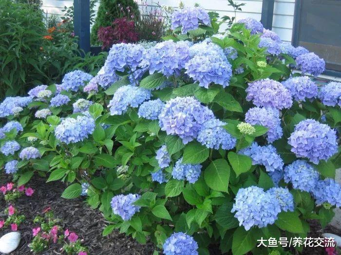 让绣球花能够年年开花的原因, 你需要做好5件事