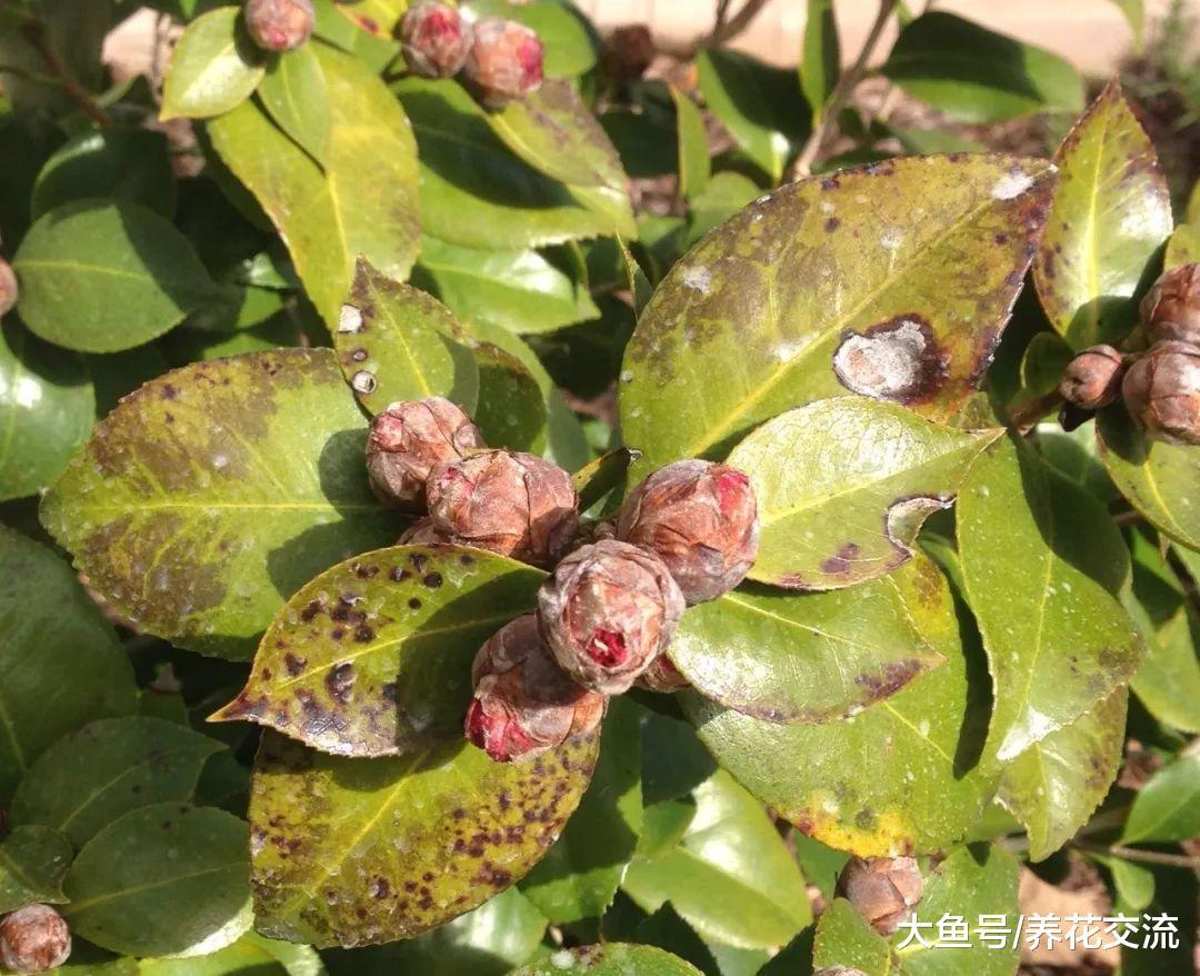 山茶花的叶子出现卷曲, 叶子边缘干枯的状况, 用这些方法都能解决