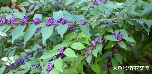 冬天能够开出灿烂紫色浆果的紫珠, 特别耐寒的观果植物