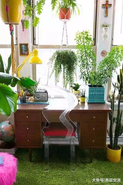 6种养在窗台上特别容易照顾的悬挂植物, 可以保持常年翠绿