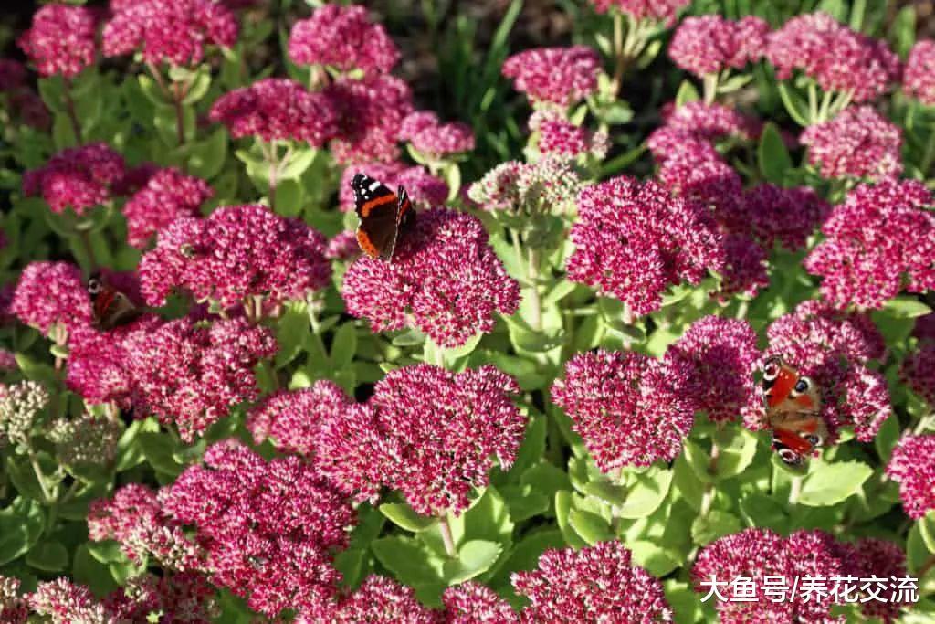 6种生长非常迅速的常绿植物, 在各种环境下都能生长旺盛