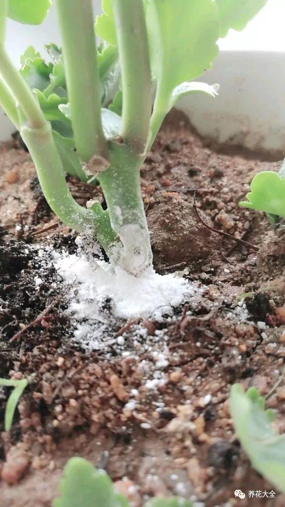 你家的长寿又黑腐? 剪掉后涂点这个, 夏天也能开花不断!