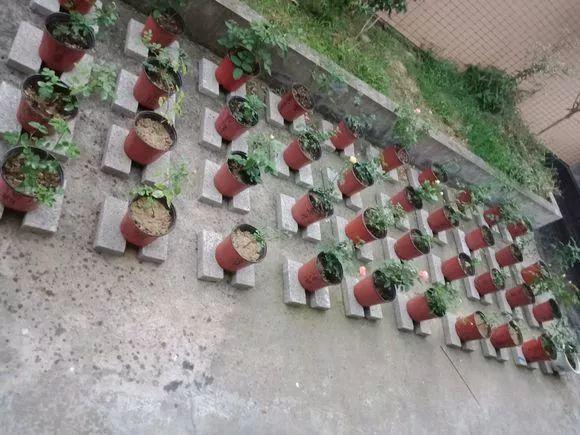 养花遇到下雨天, 漏了这一步, 叶子发霉还长斑!