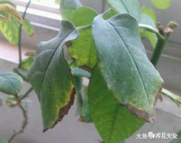 用芦荟叶子给其他花治病, 还有这种养花法?