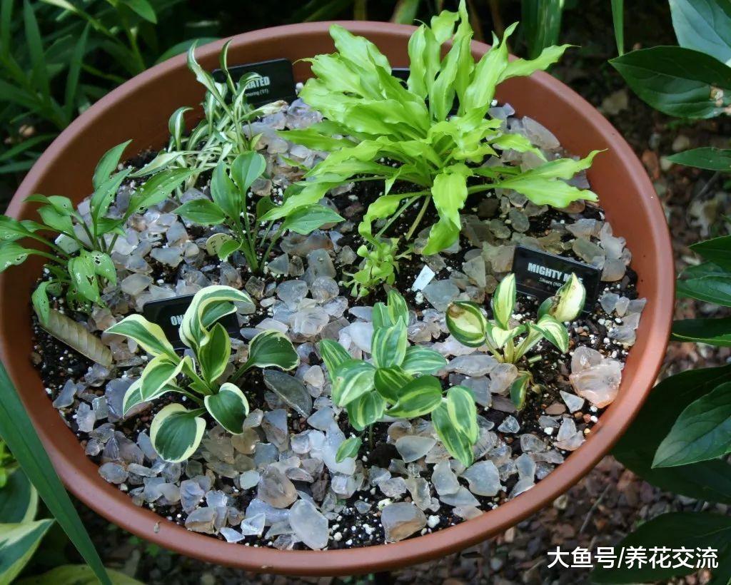 8月份适合养下面这些开花植物, 养在院子阳台上都能轻松开花