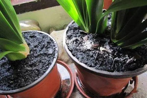 绿萝叶子藏有小机关, 教你一招, 呼呼冒芽长满盆!