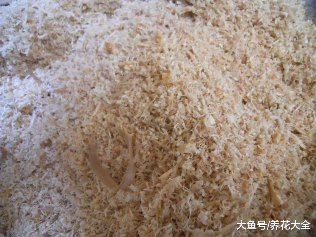 在土里加点这个, 栀子就能长满盆, 还花开不断!