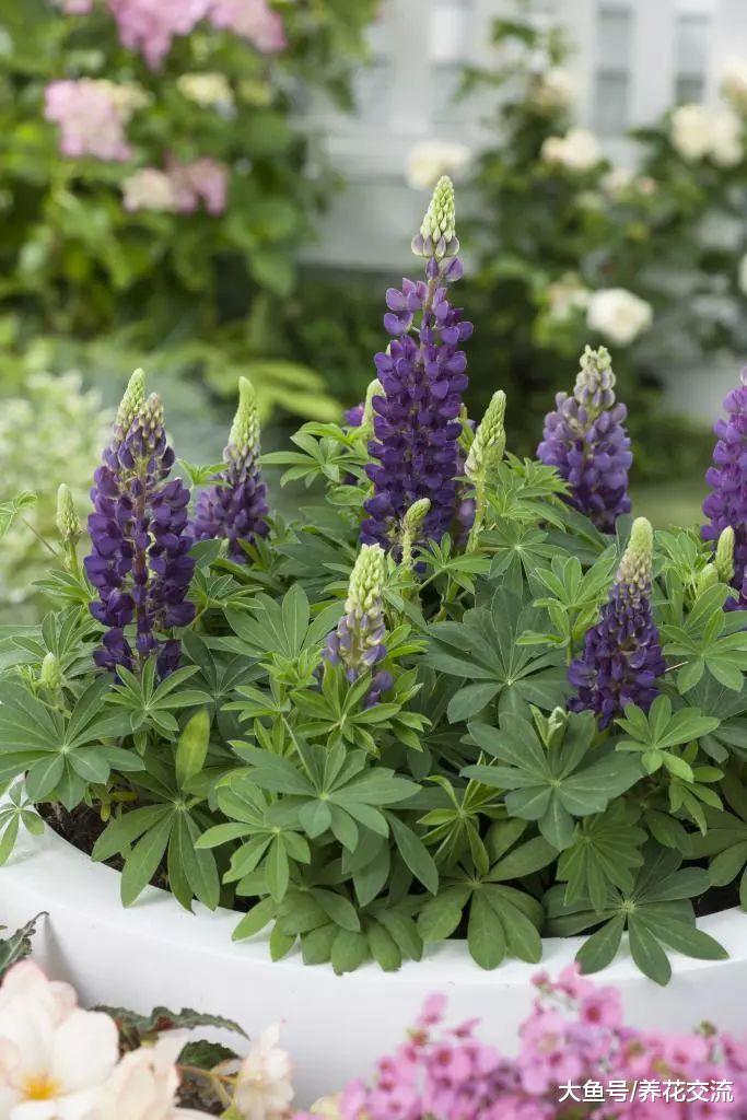 11种特别能吸引昆虫的开花植物, 养阳台上也能变靓丽盆栽