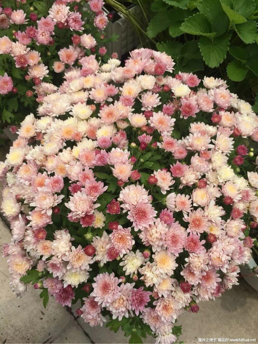 这4种花就是开花机器, 稍微用点肥, 花盆都装不下!