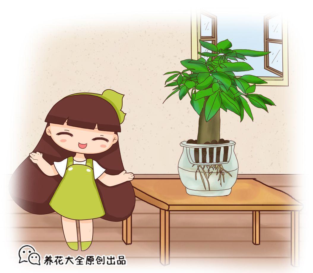 烂掉的仙人掌, 切一刀扔水里, 满瓶子都是大白根!
