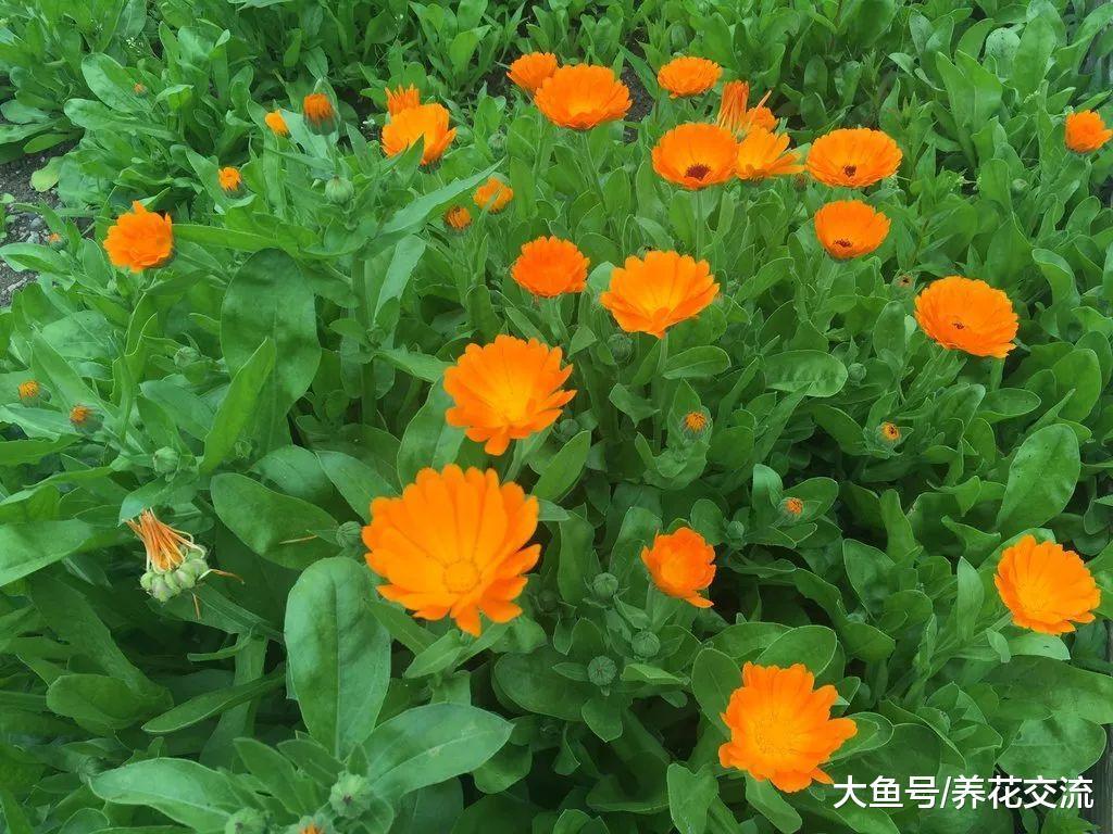 这九种蔬菜非常适合栽种在番茄的旁边, 能够互相促进生长