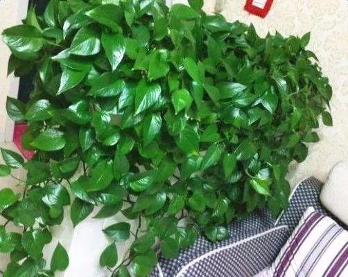 啤酒里加点料, 花喝了呼呼长, 一夏天蹿3米!