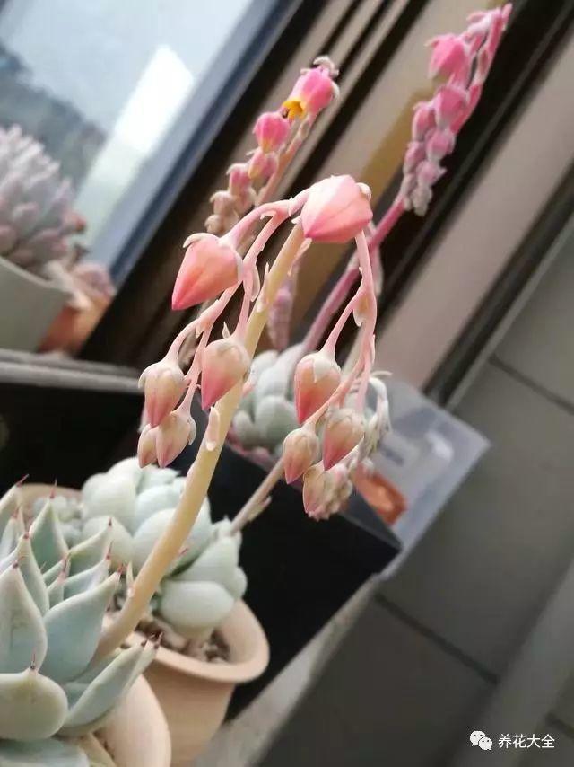 多肉盆底垫了它, 天再热也不怕死, 越养越爆盆!