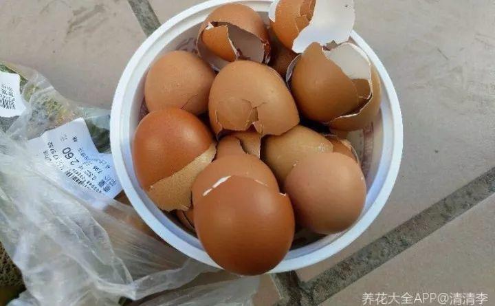 家里的鸡蛋壳别浪费, 在里面加点它, 花吃了蹭蹭长!