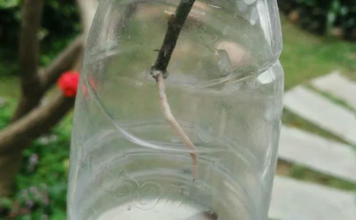 洋桔梗也能扦插, 7天生根1个月开花, 赚大发了!