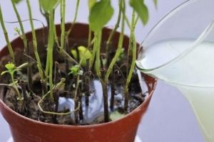 李阿姨养绿萝, 最爱浇这种水, 1个月就长满盆, 比花肥好!