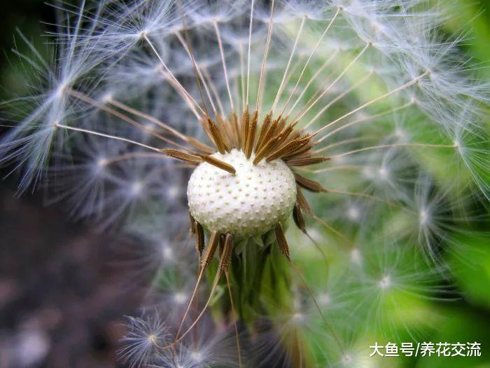 这12种东西放在堆肥里会发臭招虫子, 学会制作健康堆肥的技巧