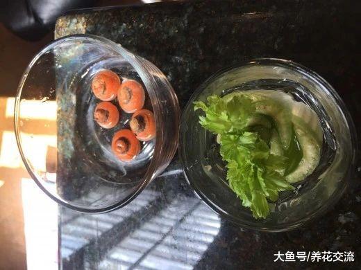这些蔬菜头切下来不要丢, 放浅盆中就能养成新鲜盆栽
